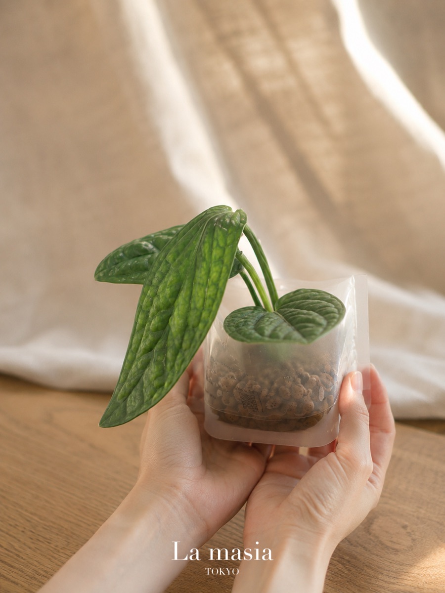 植物をそっと手渡す様子