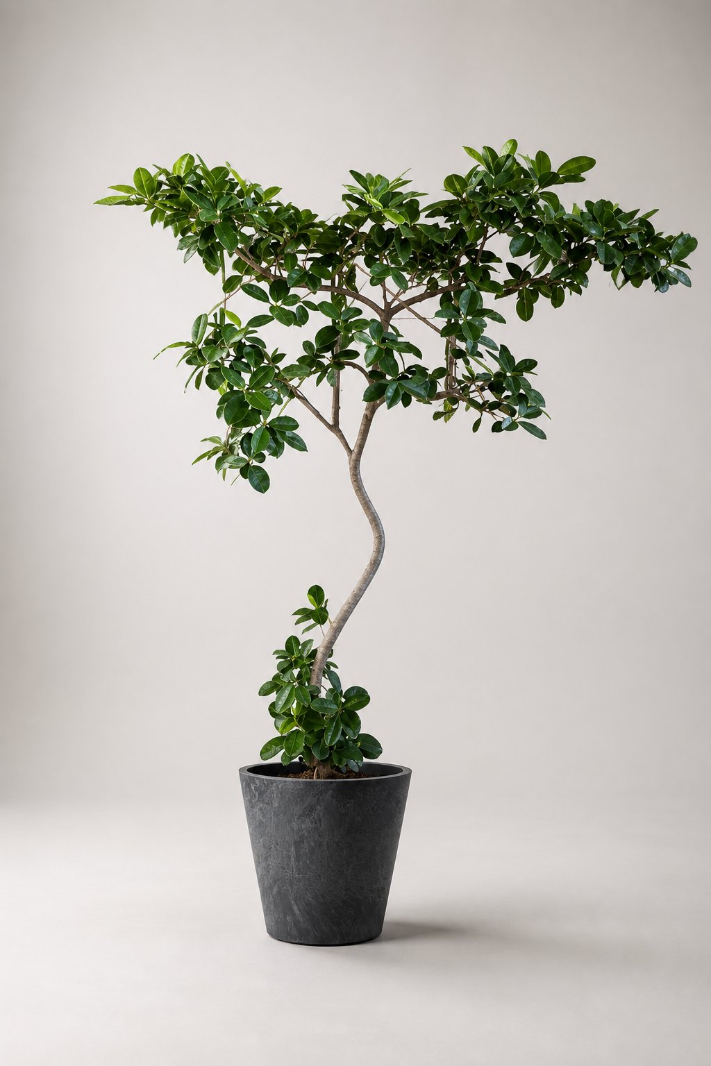 提案する大型観葉植物。曲がった幹のゴムの木と黒い鉢