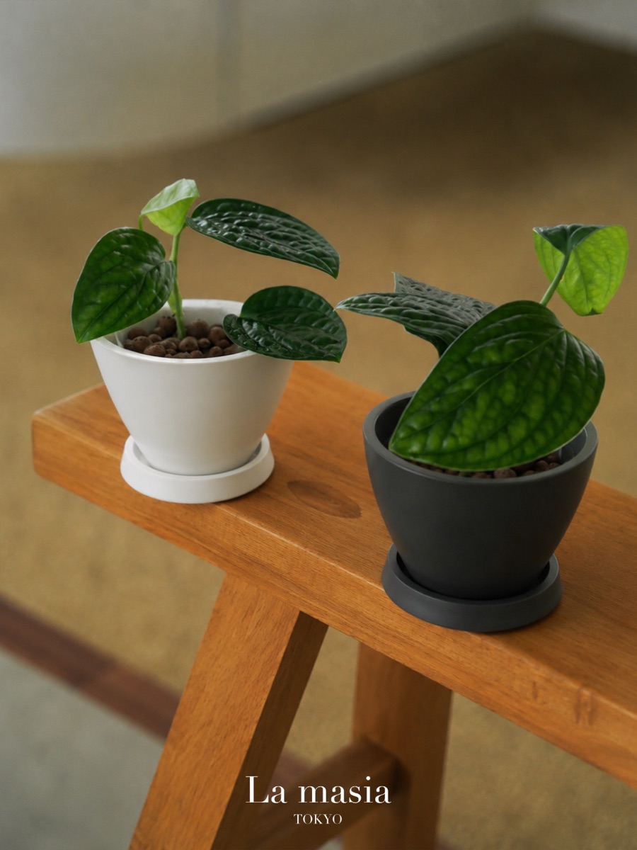 窓辺に並んだふたつの観葉植物
