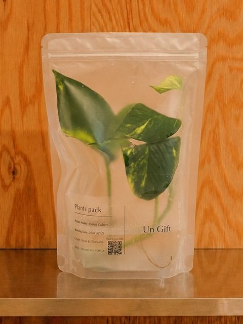 Un Giftのパウチに入ったゴールデンポトス