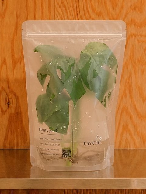 Un Giftのパウチに入ったモンステラ・ペルツーサ