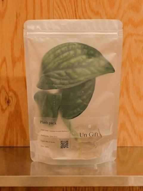 Un Giftのパウチに入ったモンステラ ジェイドシャトルコック