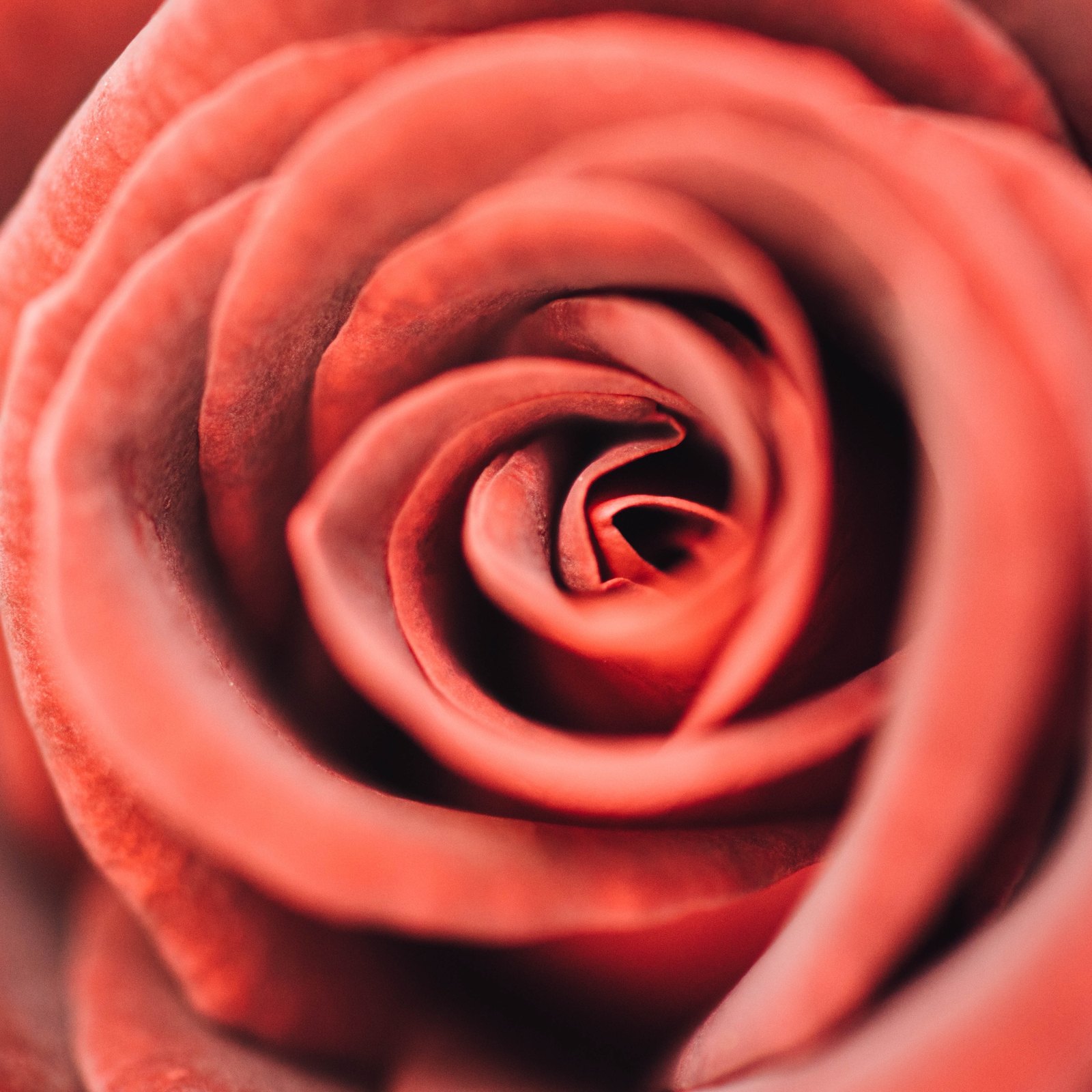 深紅のバラの花束